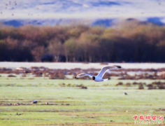 <b>甘肃山丹马场鸾鸟湖成鸟类天堂</b>
