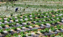 <b>小满忙农事</b>