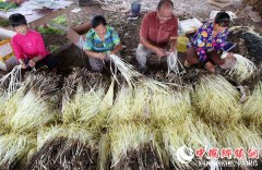 <b>重庆：永川韭黄畅销重庆主城</b>