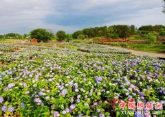<b>木兰花乡首届大型绣球花节启幕</b>