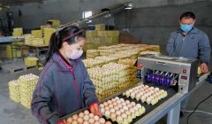 <b>河北：无抗养鸡促增收</b>