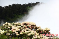 <b>峨眉山金顶佛前花进入盛花期</b>
