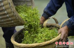 <b>湖北：土家“藤茶”——藤蔓揉成的山间美味</b>