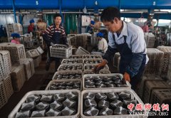 <b>吉林汪清：“菌袋”变“钱袋” 脱贫创收忙</b>