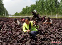 <b>河北吴桥：特色农业助力精准扶贫</b>