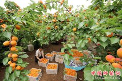 <b>山东：杏丰收 果农乐</b>