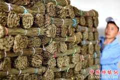 <b>贵州凤冈：荞麦加工忙</b>