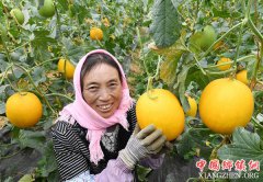 <b>云南寻甸：香瓜产业发展助推脱贫攻坚</b>