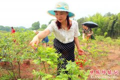 <b>泸州：纳溪龙车镇观光采摘园助民增收</b>