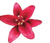 <b>5万多株百合花绽放昆明郊野公园</b>