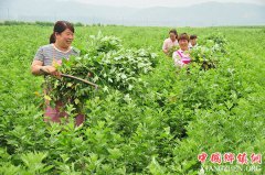 <b>河南孟州：艾草种植效益高</b>