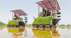 <b>江苏盱眙农民初夏田间劳作忙</b>