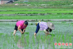 <b>初夏苗山插秧忙</b>