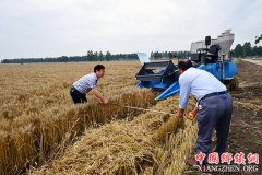 <b>我国杂交小麦研发进入大田应用和产业化阶段</b>