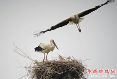 <b>东方白鹳在河北沿海湿地筑巢育雏</b>