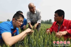 <b>山东：现代农业技术服务乡村振兴</b>