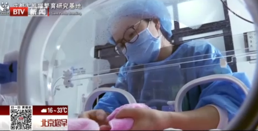 <b>2018年全球首对圈养双胞胎大熊猫诞生</b>