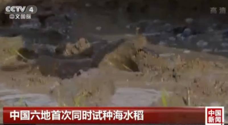 中国六地首次同时试种海水稻