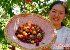 <b>秦皇岛万亩樱桃助农增收</b>