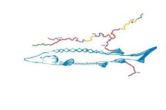 <b>宜宾：拯救“水中大熊猫”长江鲟</b>
