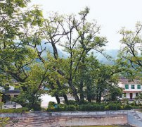 <b>陕南：城关镇有个“古树村”</b>