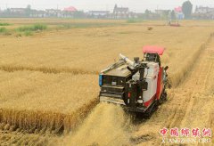 <b>麦收季 金满地</b>