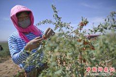 <b>宁夏：头茬枸杞采摘忙</b>