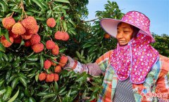 <b>海口：荔枝大丰收</b>