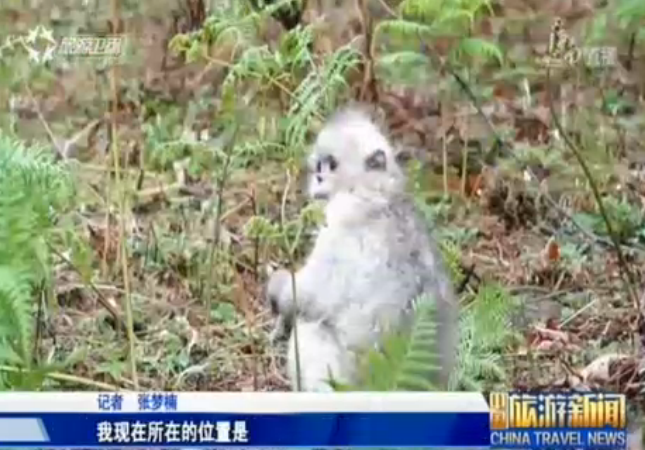 <b>云南：探访“雪山精灵”滇金丝猴</b>