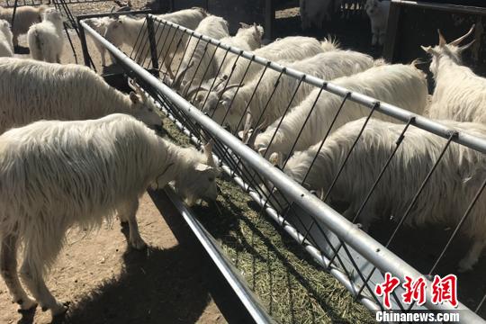 山羊养殖让金山村走上了脱贫致富路。　李佩珊 摄