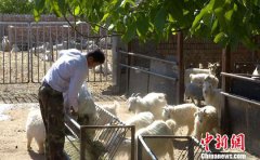 <b>全国专业示范村的“养羊经”</b>