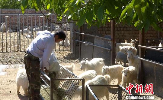全国专业示范村的“养羊经”