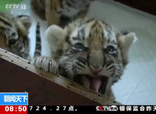 <b>黑龙江：东北虎进入繁殖高峰期</b>