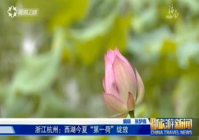 <b>浙江：杭州西湖首批荷花提前绽放</b>