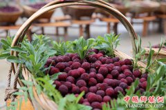 <b>贵州榕江：趣味杨梅节迎四方客</b>