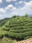 <b>广西西林县：茶产业成精准扶贫新引擎</b>