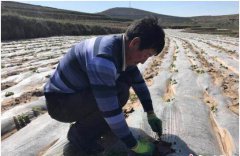 <b>甘肃武山县贫困村见闻：种架豆成村民“美差事”</b>