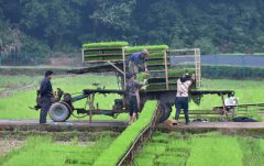 <b>芒种时节农事忙</b>