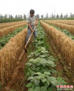 <b>山东郯城：农民土地种出了“新花样”</b>