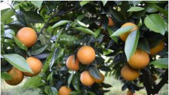 <b>湖南搭平台帮农民卖农产品 打通销售“最后一公里”</b>