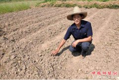 <b>“天下第一粮仓”吉林榆树旱田遭遇大范围旱情</b>