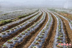 <b>农业农村部：到2020年中国地膜覆盖面积基本实现零增长</b>