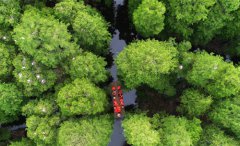 <b>“水上森林”画中游</b>