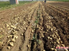 <b>陕西省杏林镇：扶贫产业硕果迎来大丰收</b>