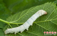 <b>“抽丝剥茧”成河南山区农民脱贫致富新门路</b>