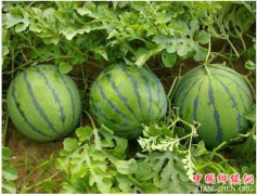 <b>夏季消暑圣品西瓜大量上市 价格亲民</b>
