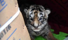 <b>虎宝宝“幼儿园”：奶瓶隔尿垫一样都不能少</b>