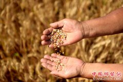 <b>河北：小麦测产迎丰收</b>