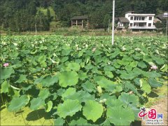 <b>湖南益阳安化:茶药旅融合发展产业扶贫显成效</b>