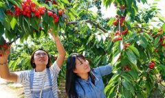 <b>河北：秦皇岛3万多亩樱桃成熟了</b>